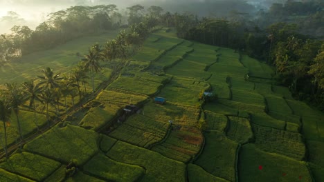 Impresionante-Luz-Solar-Matutina-Iluminando-La-Terraza-De-Arroz-En-Mancingan-Bali,-Hilera-De-Palmeras,-Antena