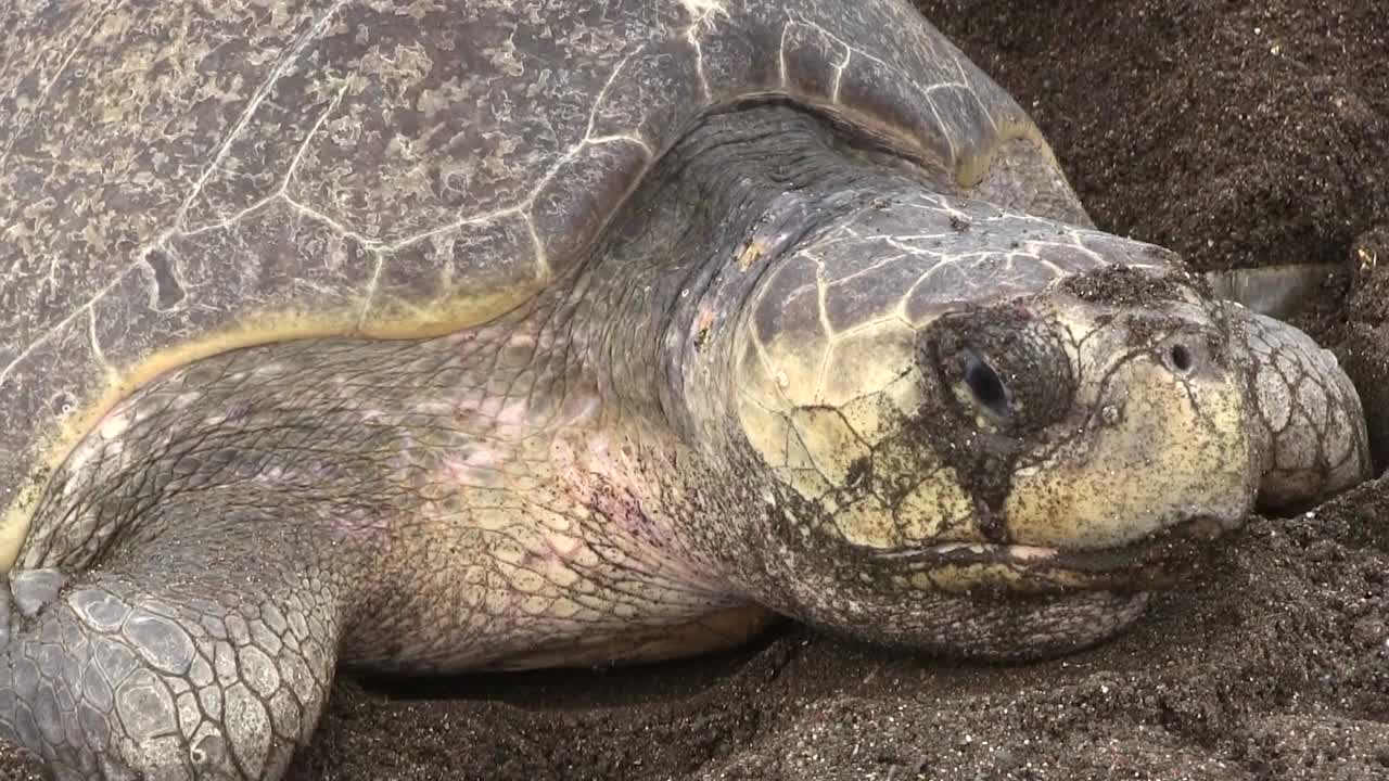 해변으로 올라가는 올리브 리들리 바다거북의 클로즈업