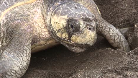 Close-up-of-an-Olive-Ridley-sea-turtle-as-it-makes-its-way-up-a-beach