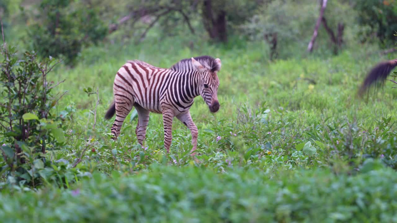 Mamma e cucciolo di zebra che camminano nella savana africana, piano medio.