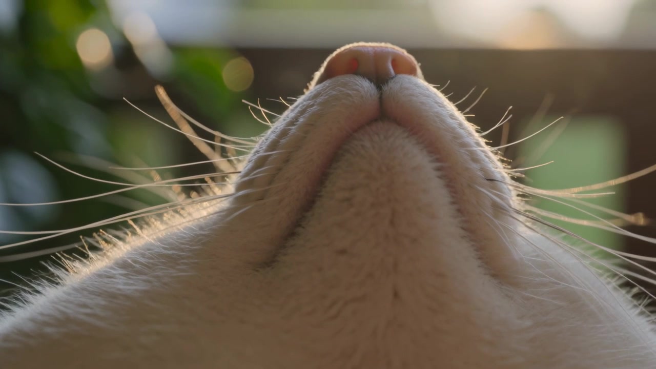 Reacting to grass brushing whiskers, white cat muzzle tilting and lifting nose on balcony