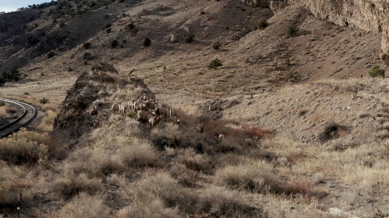 산 에 있는 절벽 근처 의  ⁇  에 있는 큰  ⁇  양 들