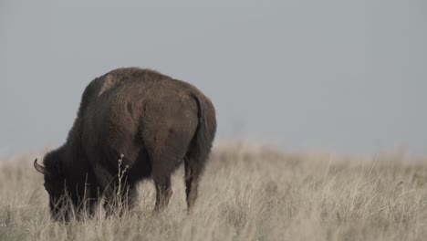 Bison-calf-bucking-and-kicking-in-a-field