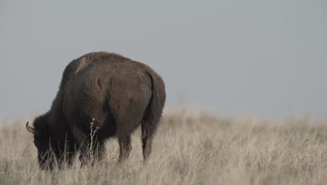 ternero de bisonte corcoveando y pateando en un campo