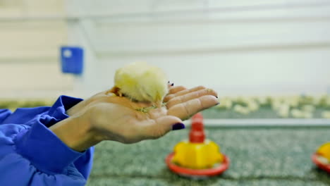 little chick in the hand of man on farm