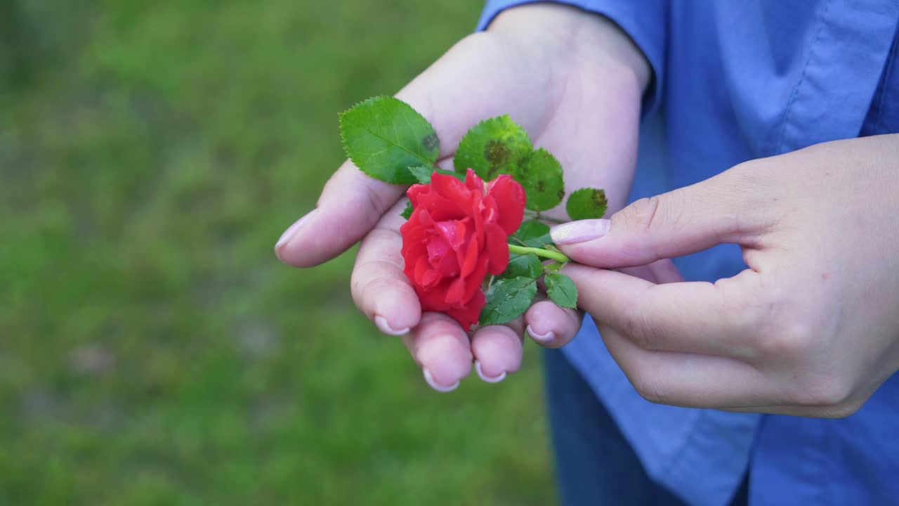 Red rose in the hands of a girl on a background of green grass