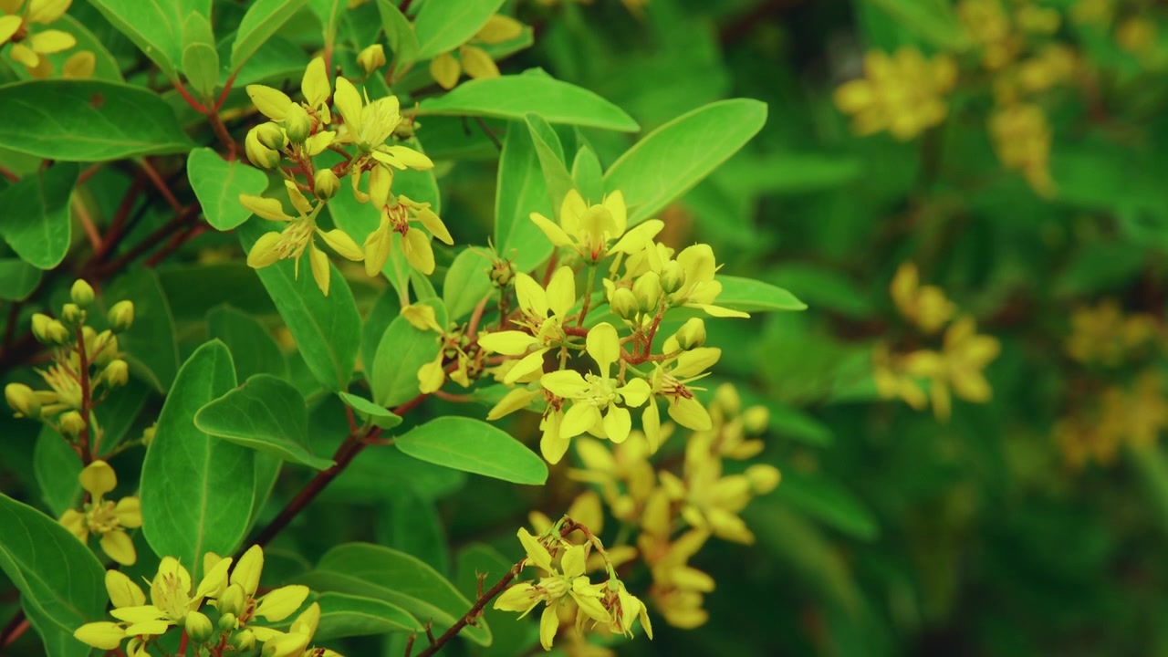 Closeup of Golden Thryallis flowers gently swaying in the breeze with fresh green foliage and unopened buds in a tropical garden