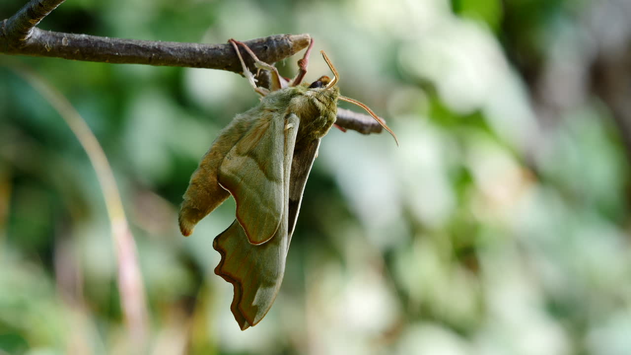 vista lateral de cerca de la polilla del halcón de lima descansando en la rama del arbusto