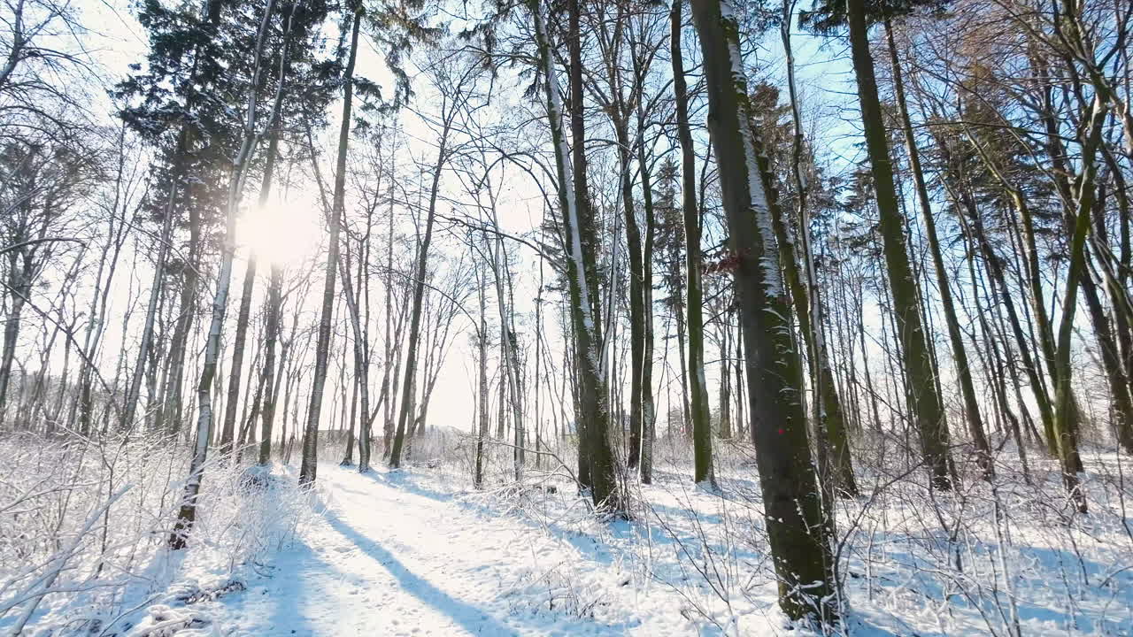 Går tur i skoven på en solrig vinterdag