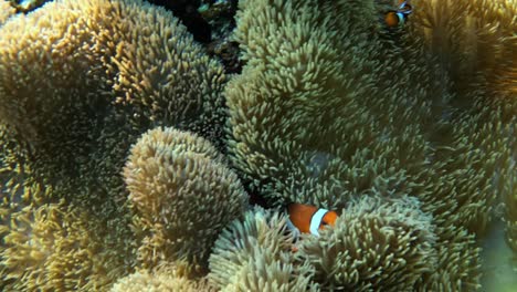 cute clownfish peaking out of an anemone in crystal clear waters - close up