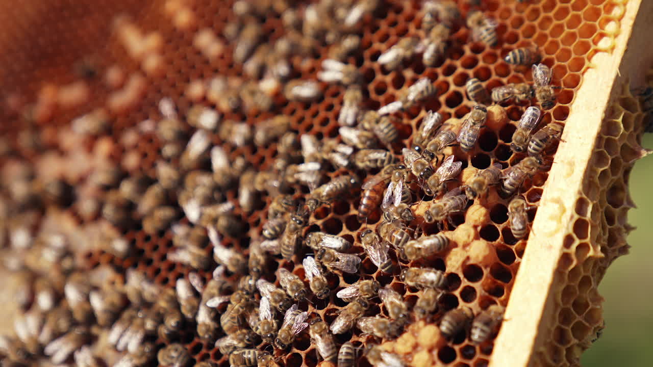 Hand of apiarist showing uterus among bees. Busy bees working on honeycombs. Frame full of bees crawling and fluttering wings. Close-up.