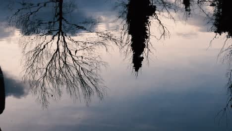 tree's reflecting in water surface