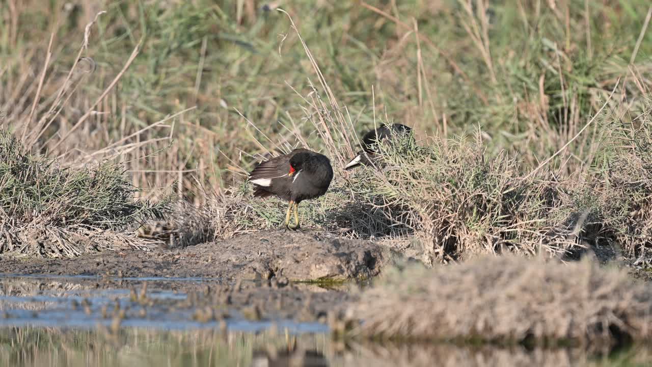 철새 moorhen 겨울에 숲에서 방황