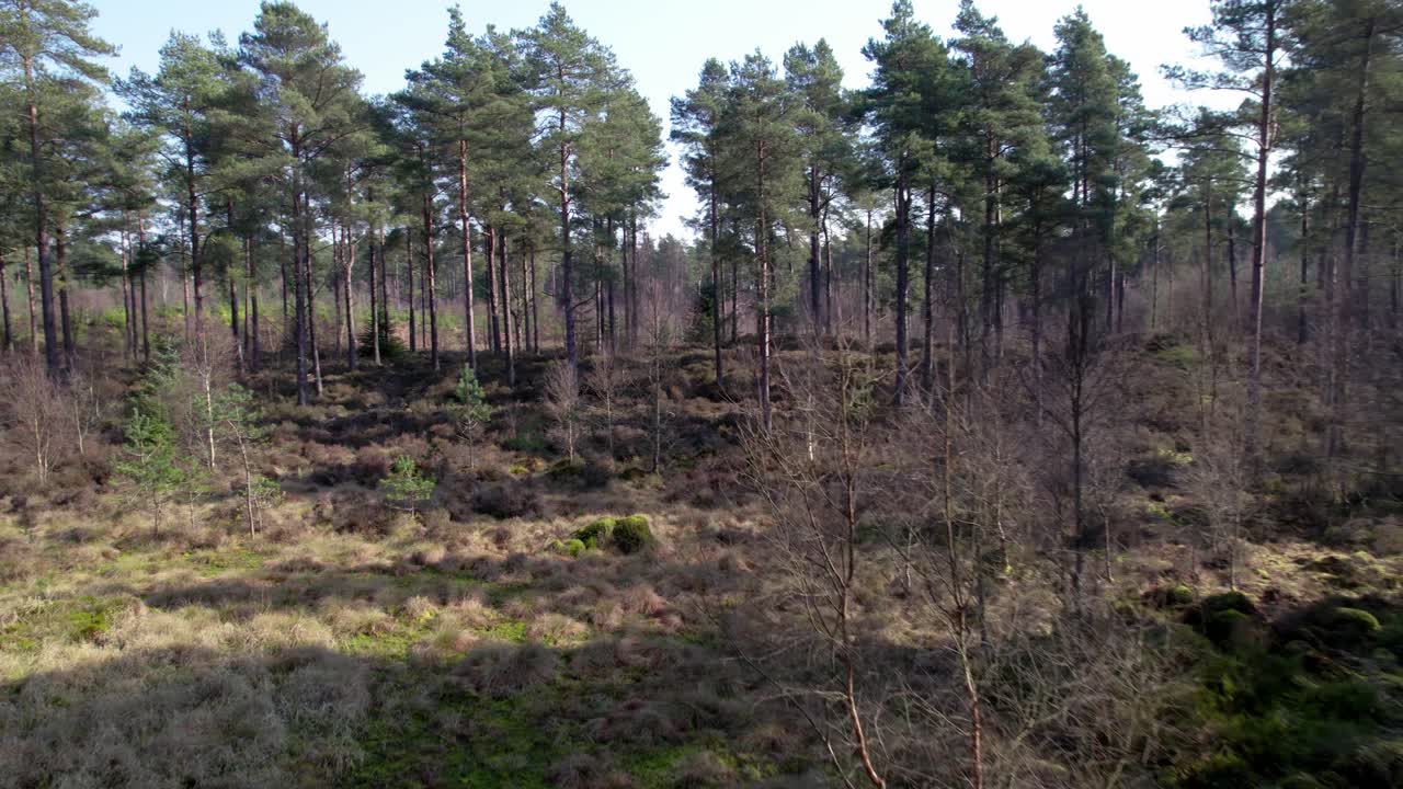 imágenes cinematográficas de drones aéreos que vuelan y se retuercen a través del dosel de un bosque de pino silvestre nativo en escocia con rayos de luz que destacan el brezo y un suelo de bosque cubierto de musgo verde