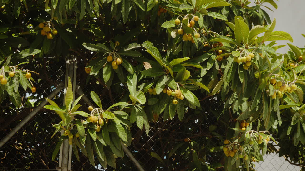 Lush loquat tree with ripe fruit swaying gently in the breeze. Perfect for gardening or orchard-themed projects.