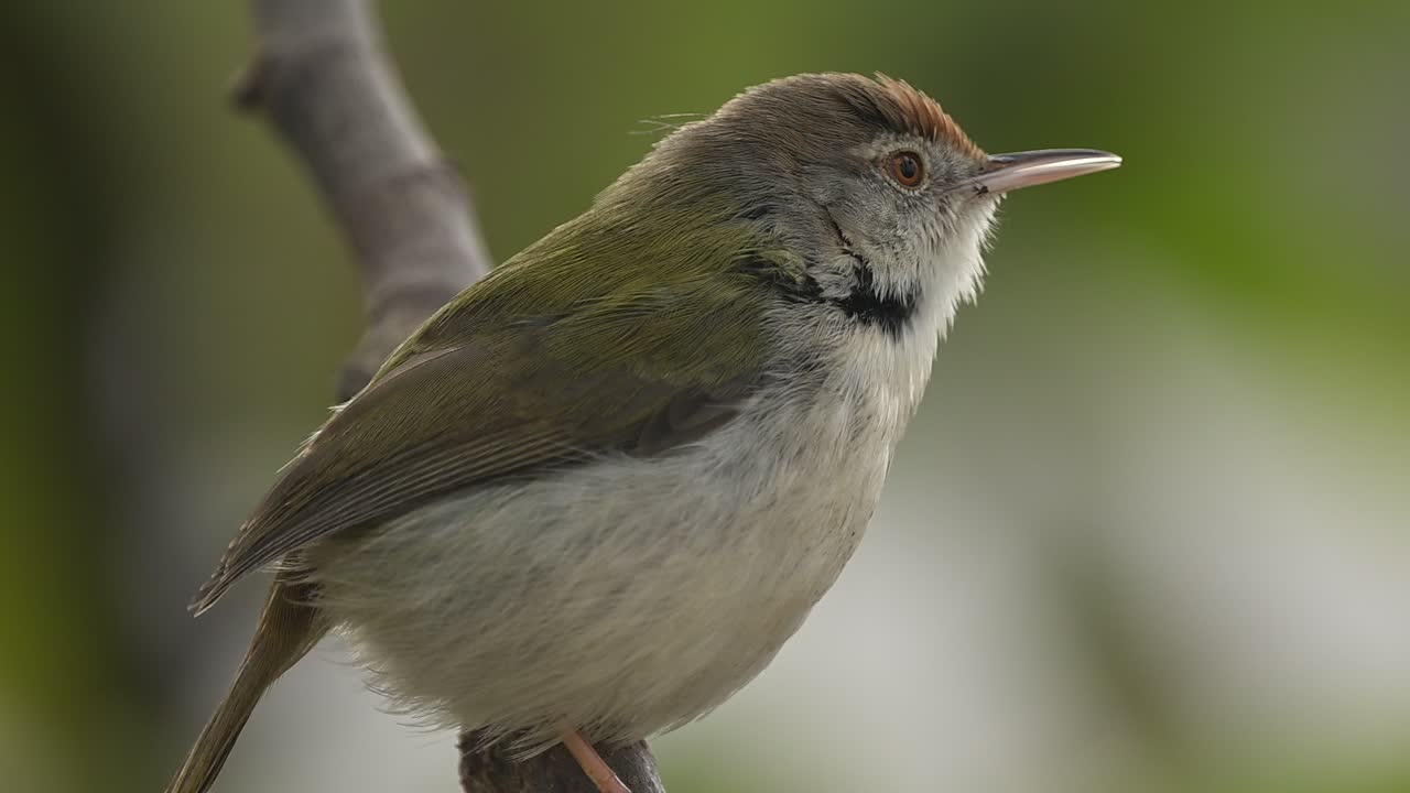 Un elegante uccello Passero Sarto comune appollaiato su un ramo, con un bokeh naturale che crea uno sfondo morbido e professionale per il suo canto mattutino