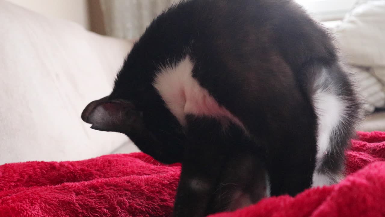 Gatto bicolore che si lecca e si pulisce il pelo nel soggiorno di una casa - primo piano