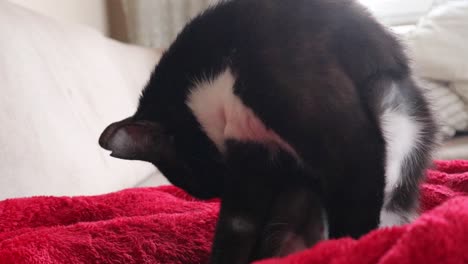 bicolor cat licking itself and cleaning its skin in the living room inside a house - close up