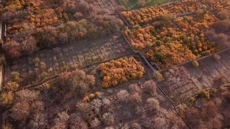 Wunderschön-Schöne-Landschaftsgestaltung-Des-Granatapfelgartens-In-Der-Herbstsaison-Herbst-Winter-Erntezeit-Iran-Ardakan-Aqda-Yazd-Einheimische-Frisches-Obst-Bio-Gesundes-Leben-Essen-Kochen-Persische-Küche