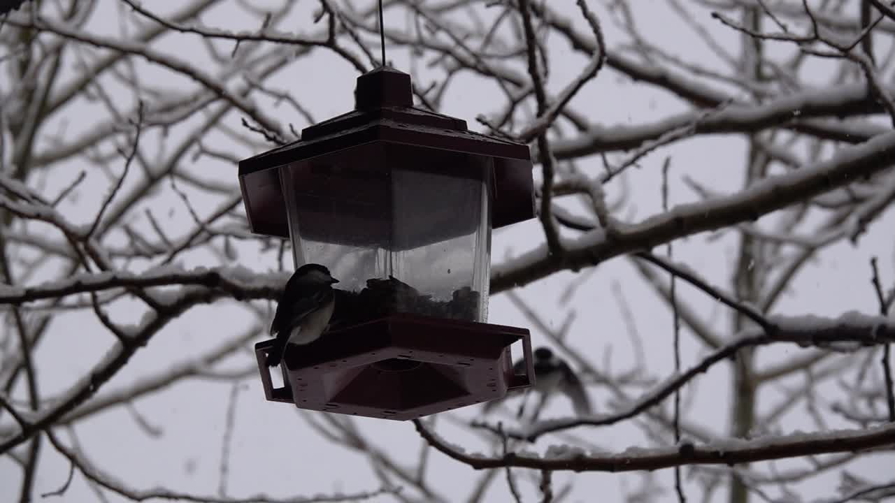 Bird eating from a bird feeder during winter.
