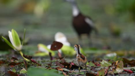 chicks of pheasant tailed jacana feeding on floating leaf of water lily