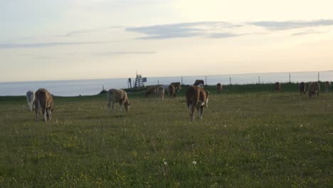 cow walking to other cows eating grass with the baltic sea in the background, south sweden skåne österlen kåseberga, handheld wide shot