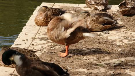 mid shot of a ducks cleaning themselves