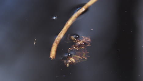 caddisfly, trichoptera larvae trying to grab on a stick while swimming under water