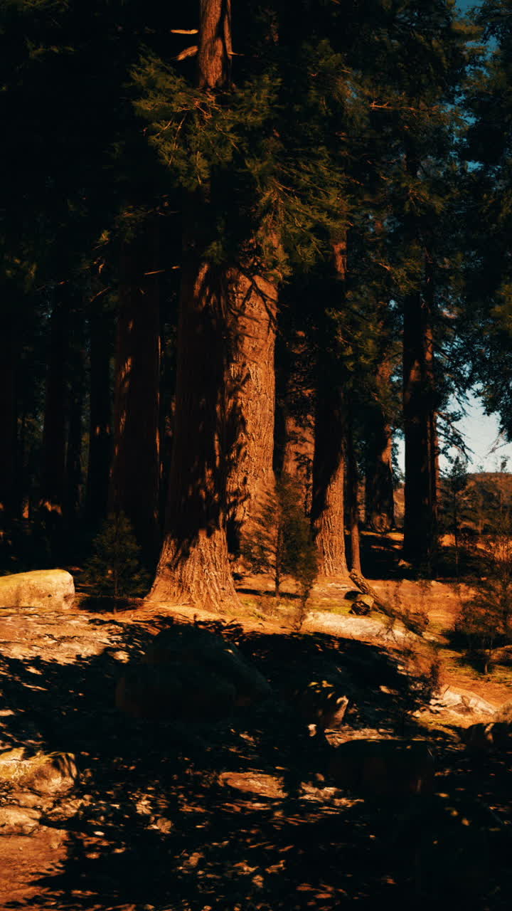 Toni caldi del sole al tramonto sul boschetto di sequoie