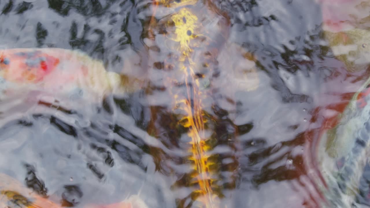 A vibrant display of koi fish gliding through a peaceful pond showcasing nature's beauty and serenity.