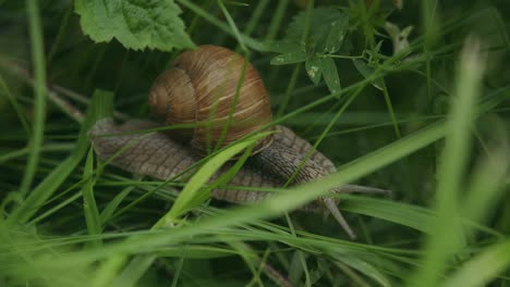 hermoso caracol grande con espiral de concha anillada marrón