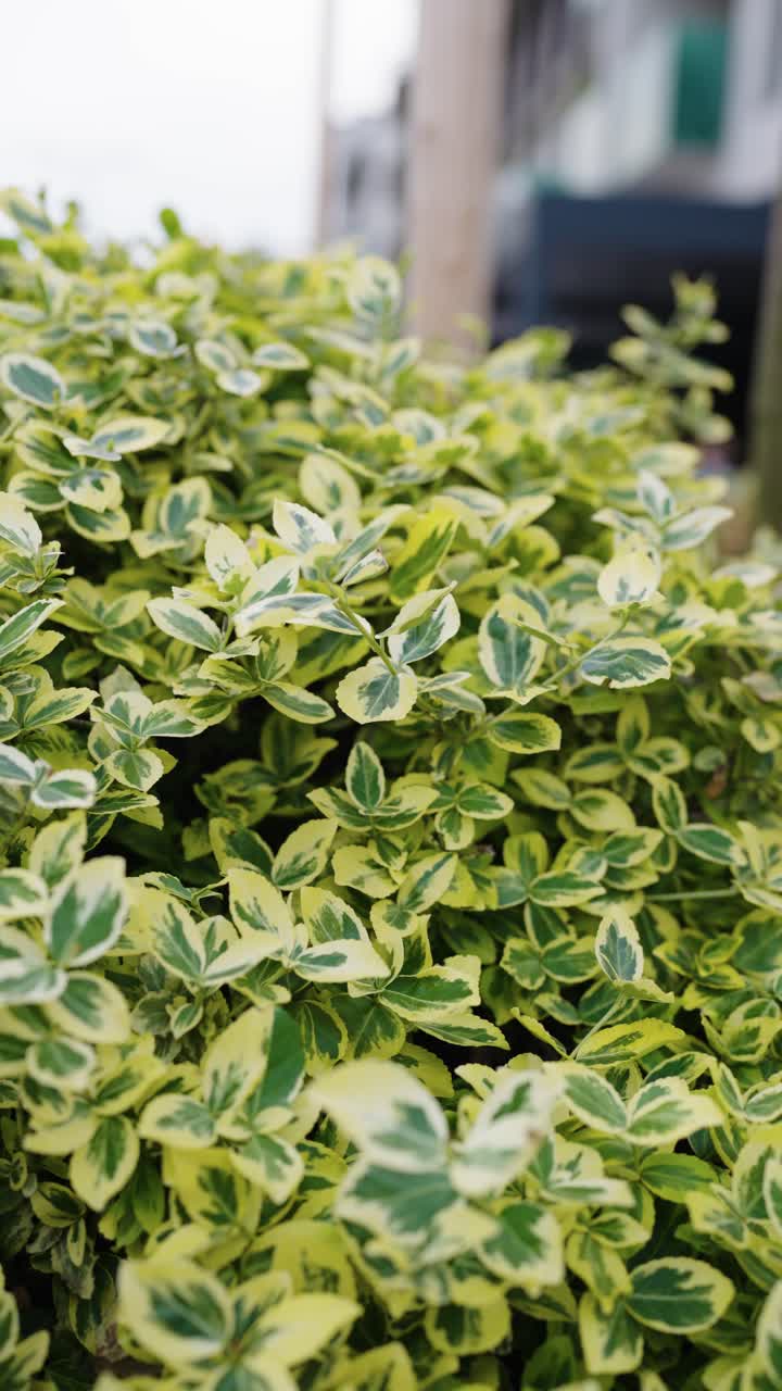 fotografía vertical de la planta del huso de la fortuna a la luz del día, chequia
