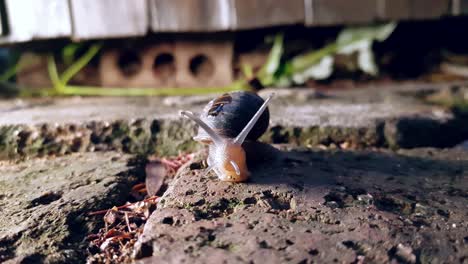 un primer plano de un caracol de jardín afuera después de la lluvia