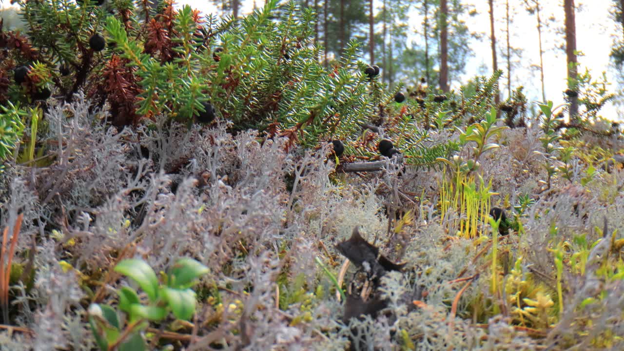 арктический тундра лишайник мох крупный план. кладония рангиферина, также известная как лишайник северного оленя.