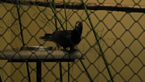 Bird-perched-inside-an-enclosure-at-zoo