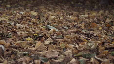 Hojas-De-Otoño-En-El-Fondo-Del-Piso-Del-Bosque-Tiro-Bajo