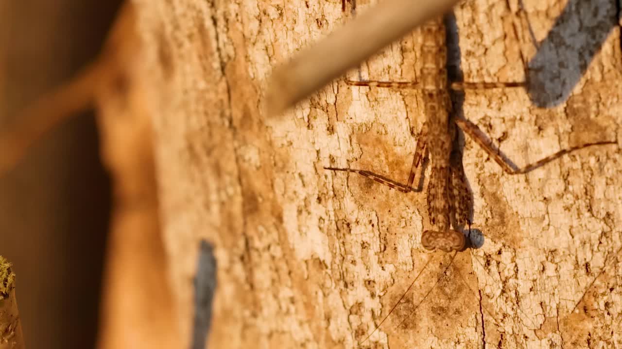 Detailed view of an insect camouflaged against textured tree bark.