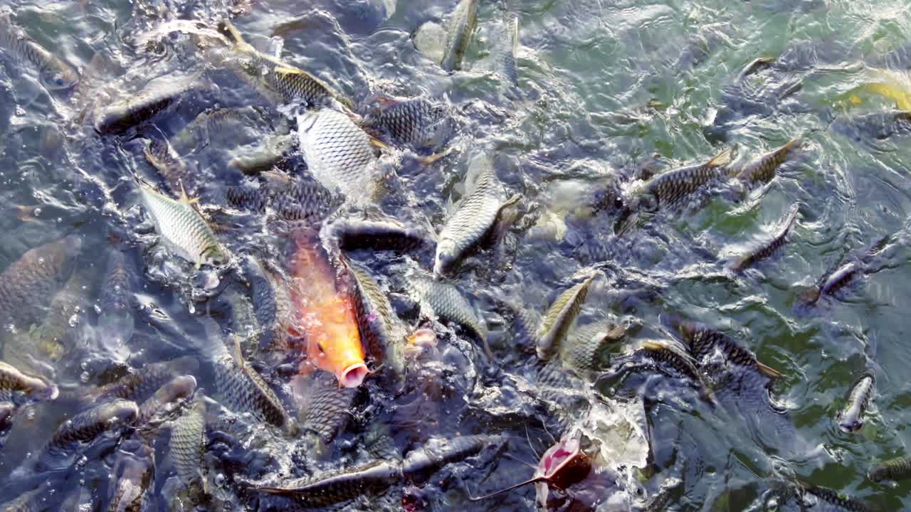 A mesmerizing scene of fish swarming together at lake's surface showcasing nature's vibrant life