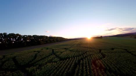 Maze-made-of-corn