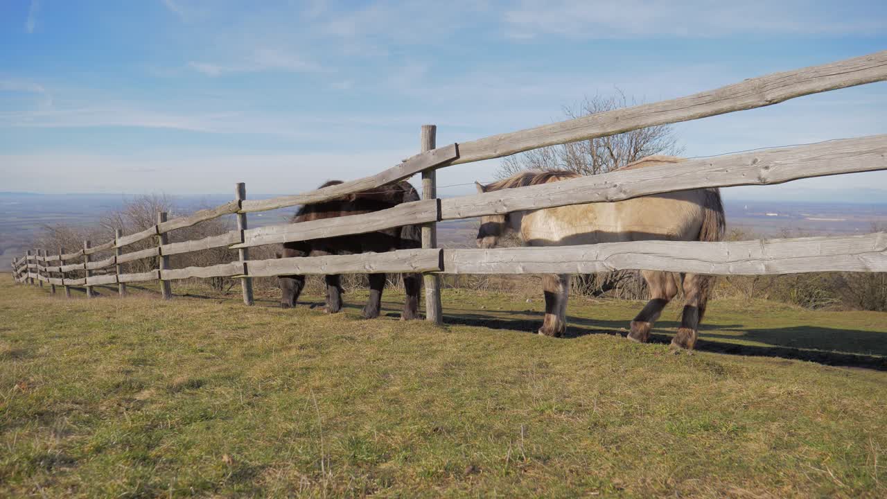 Two Horses, Black and Dun, at Field Boundary Grazing on Grass, Wide