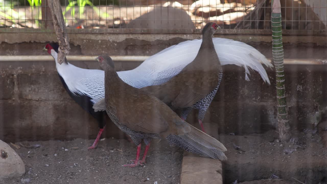 Silverfasan med vit fjäderdräkt i hägn, går runt ett träd i hörnet.