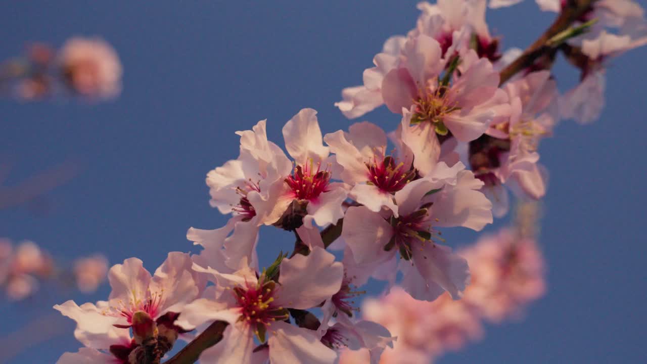 detalle de primer plano de las flores rosadas de la rama del almendro en primavera con fondo del cielo