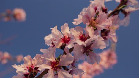 Close-up-detail-of-pink-flowers-from-almond-tree-branch-in-springtime-with-sky-background