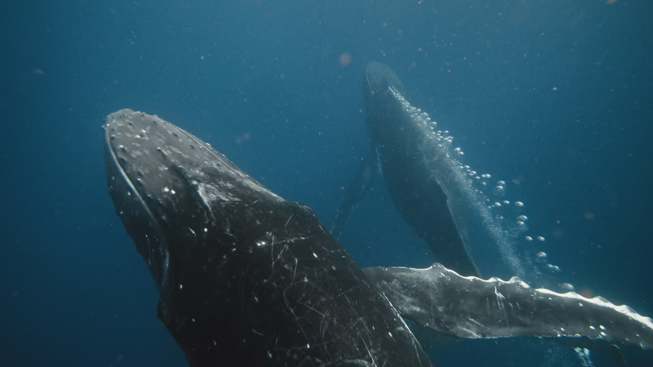 Humpback whale blows excess air from blowhole leaving trail of bubbles as it swims