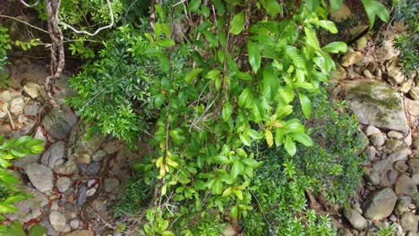 Tropical-Nature-With-Stony-Forest-Ground-In-Colombia,-South-America