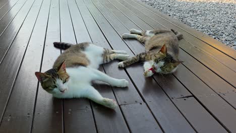 two tabby cats lie side by side on a wooden deck, stretching out and relaxing together in the warm outdoor sunlight