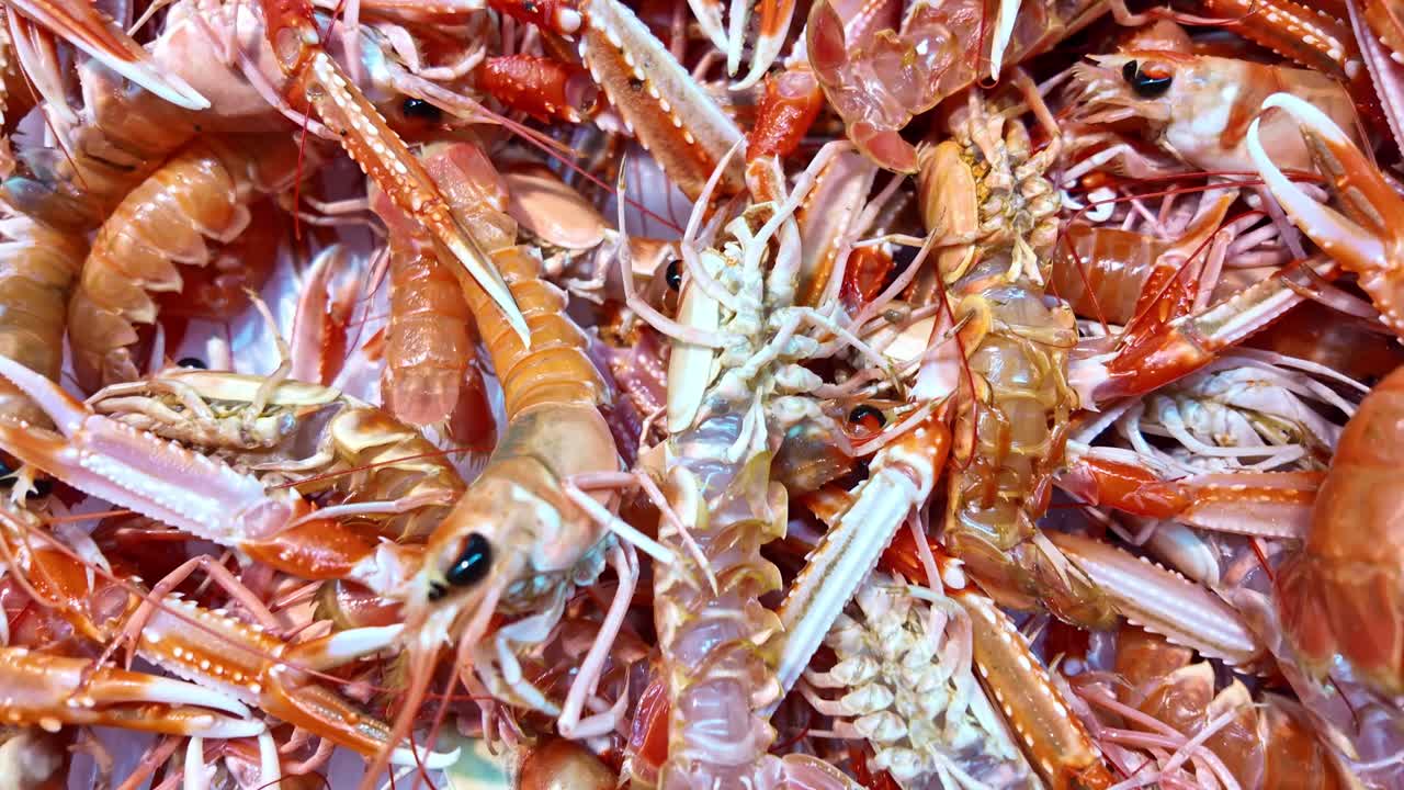 Close-up view of a large pile of fresh cooked prawns or shrimp on ice. High quality shellfish ingredients displayed at a fish market or restaurant counter