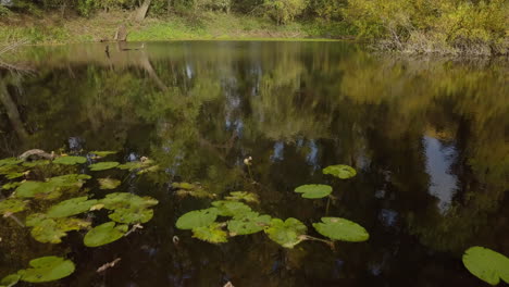 aerial drone shot of flying over the small lake full of lotus in the forest