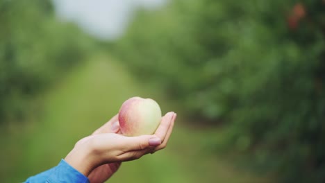 juicy fresh apple in female hands. close-up.