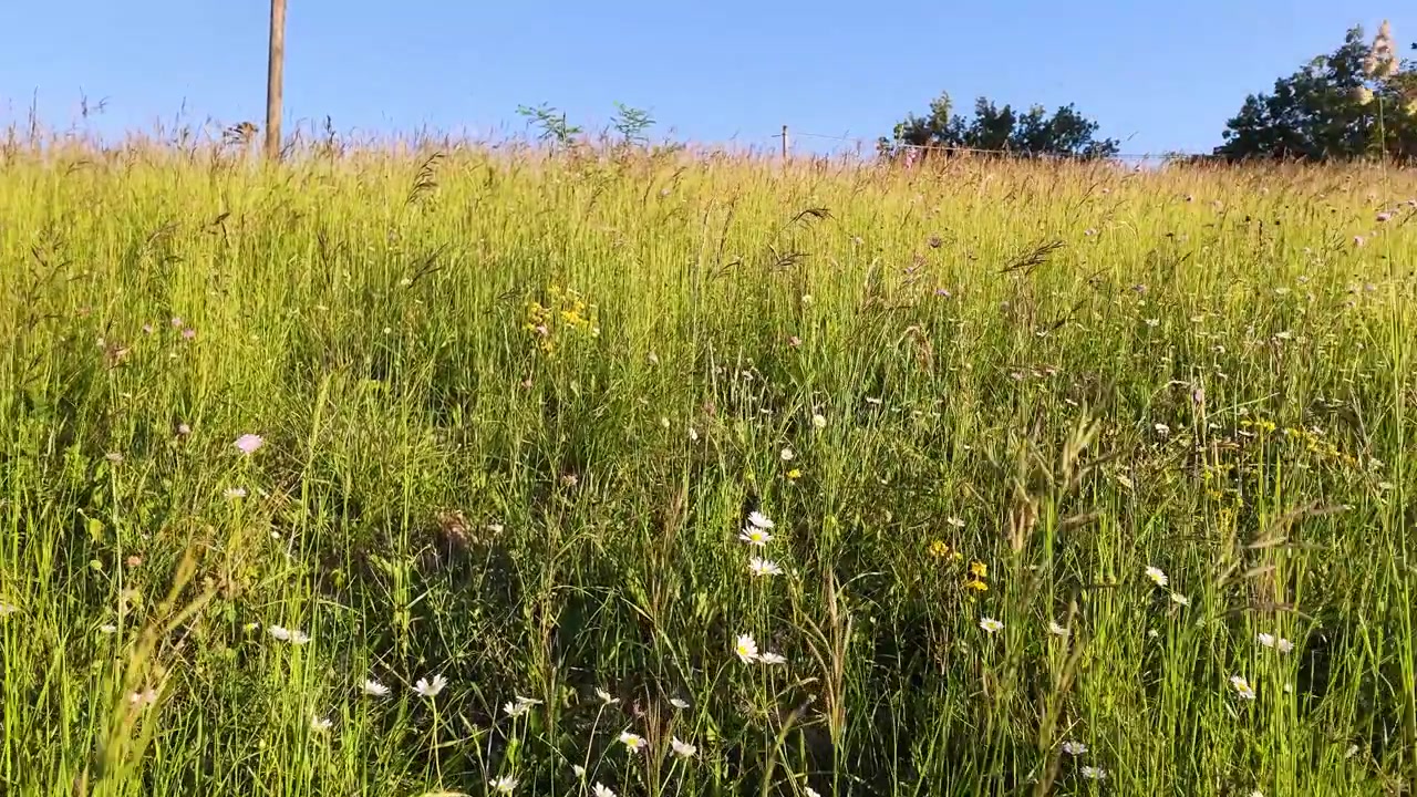 Eine statische Weitwinkelaufnahme einer üppig grünen Wiese voller Wildblumen im Sonnenlicht.
